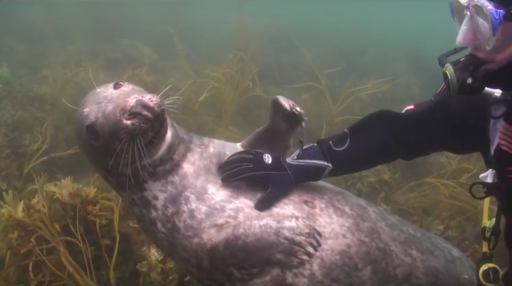¿Qué haces cuando una foca te pide que le rasques la tripa?