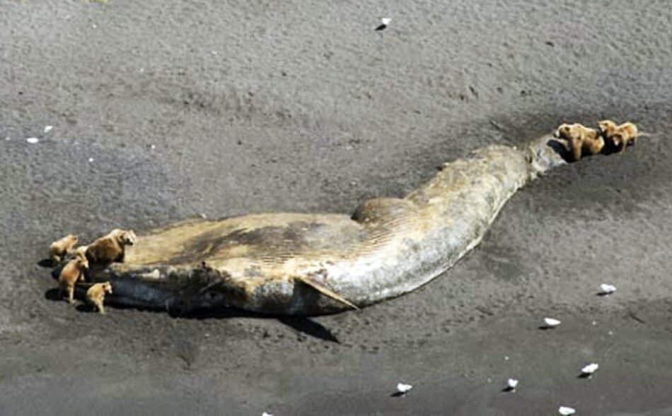 ¿Qué hecho misterioso está matando a las ballenas de Alaska?