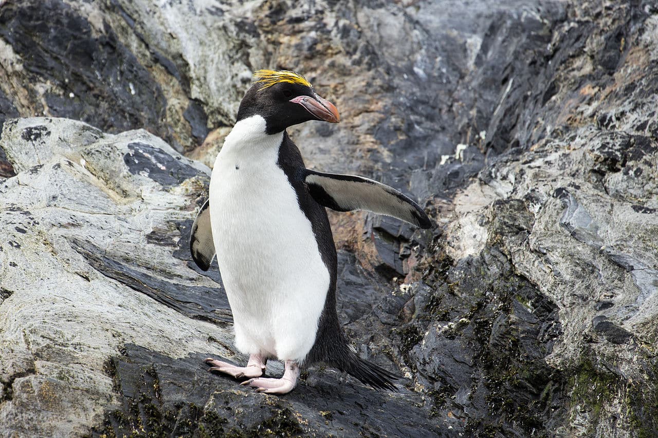 ¿Qué hizo este pobre pingüino para que le apodasen como «el macarrones?