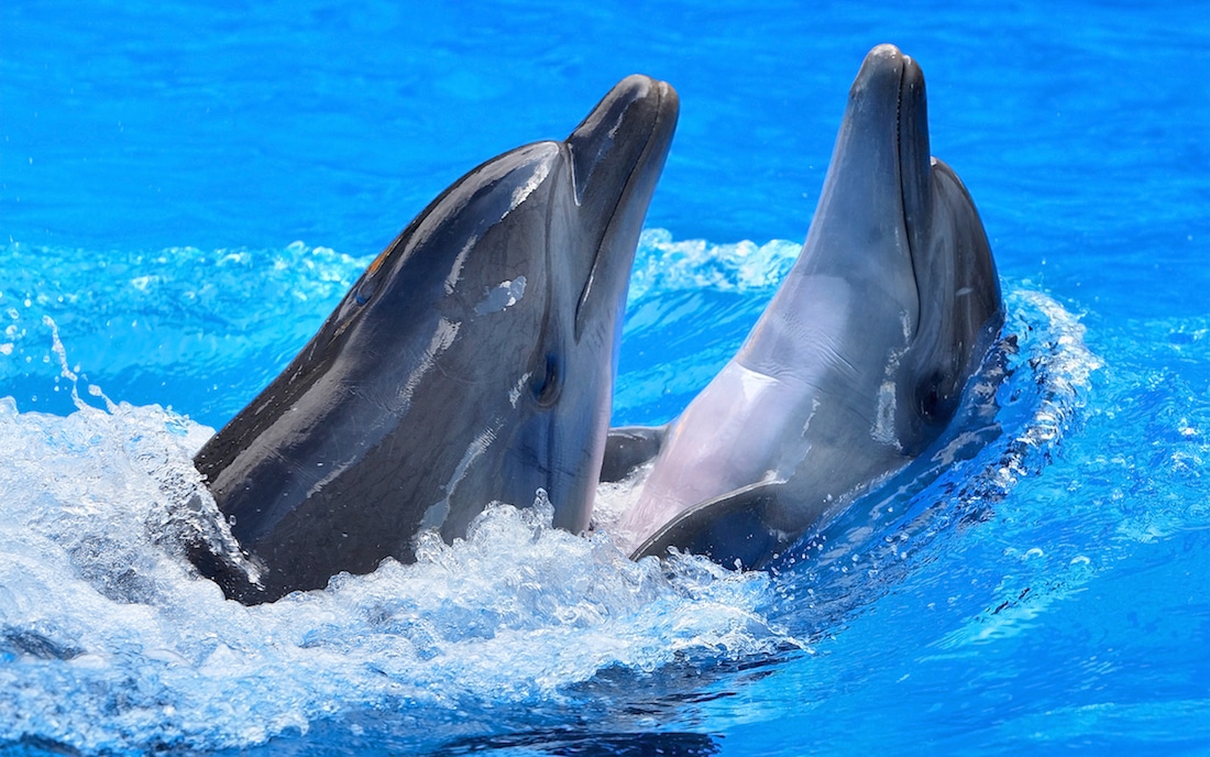 ¿Qué le dice un delfín a otro delfín? Más o menos esto