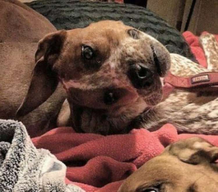 ¿Qué le pasa a este perro en la cara? Tranquilos, no está deforme
