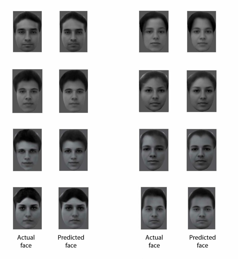 ¿Qué mecanismo permite que podamos reconocer las caras de nuestros conocidos?