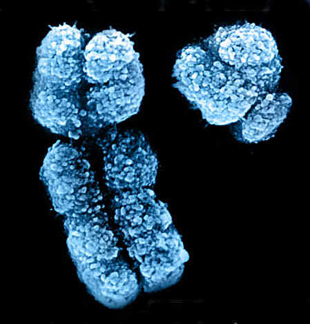 ¿Qué ocurrió con el cromosoma Y,  hace 7.000 años?