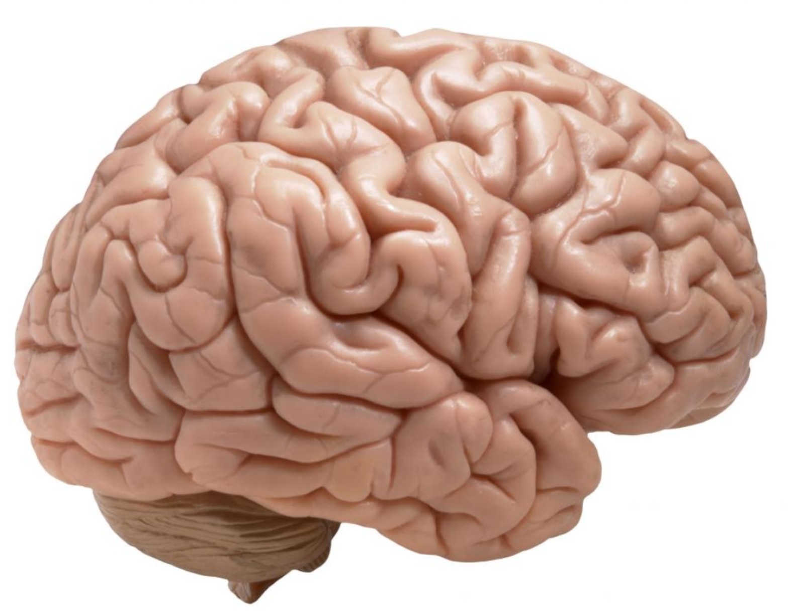 ¿Qué región del cerebro es realmente necesaria?
