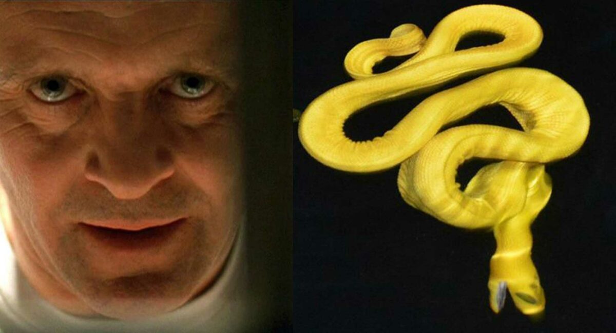 ¿Qué tienen en común esta serpiente y el doctor Hannibal Lecter?