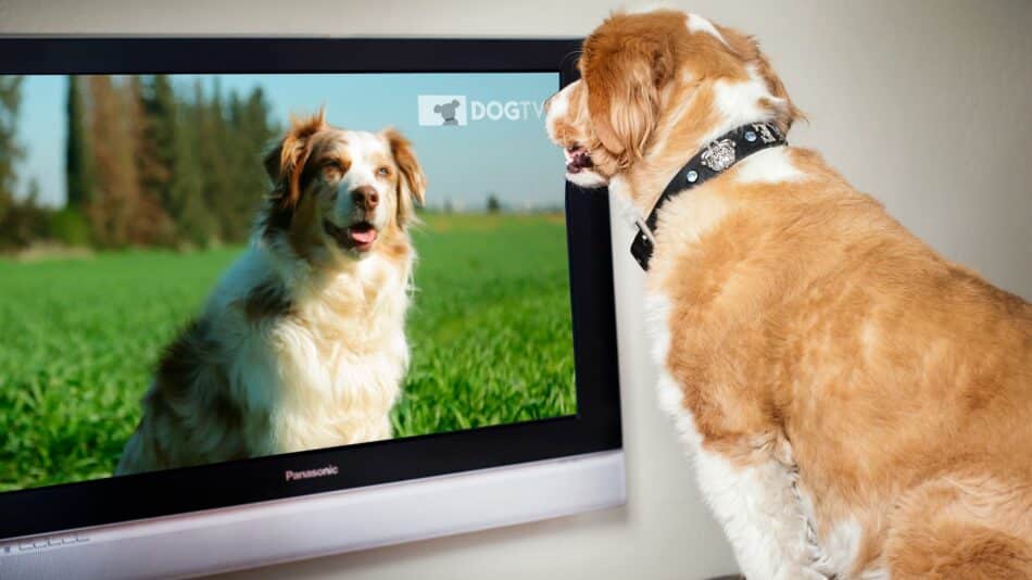 ¿Qué ven realmente los perros cuando miran la televisión?
