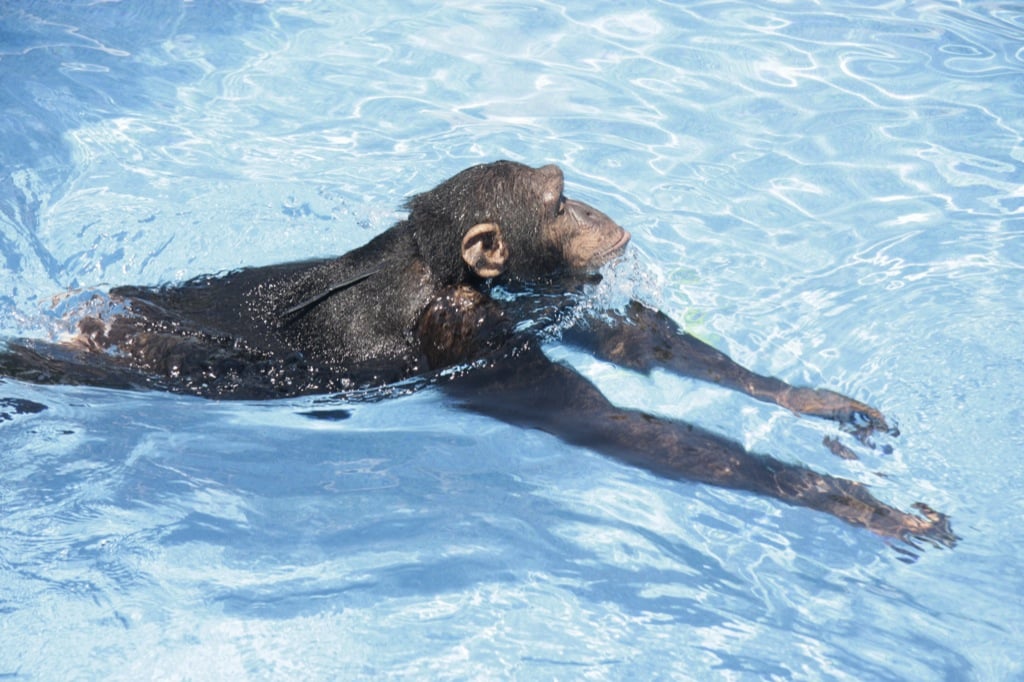 ¿Quién dijo que los grandes simios no pueden nadar?