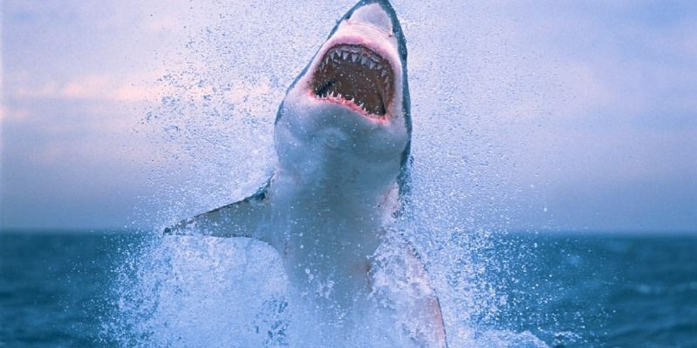 ¿Quién está robando los órganos de los tiburones blancos?