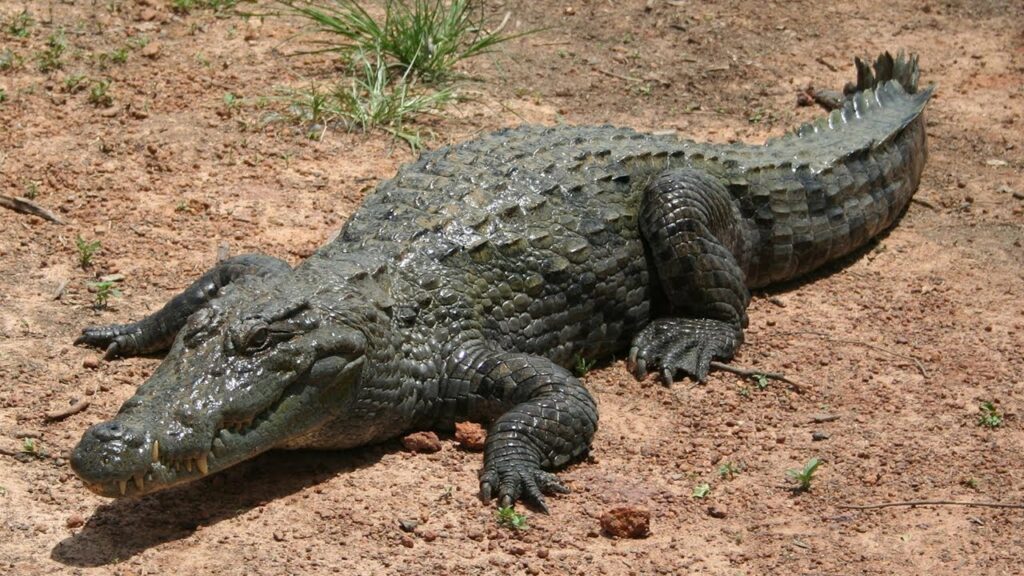 Quieren construir una cárcel vigilada por cocodrilos 1 quieren construir una carcel vigilada por cocodrilos Quieren construir una cárcel vigilada por cocodrilos
