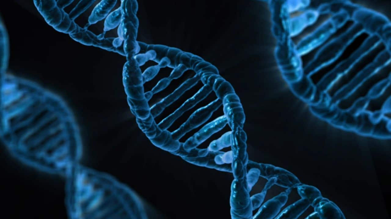 Quieren crear un genoma humano sintético