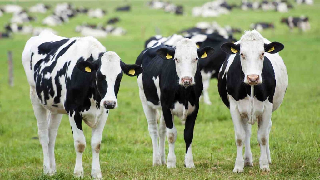 Quieren manipular las tripas de las vacas para combatir el cambio climático