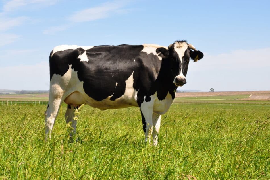 Quieren tratar a las vacas enfermas con homeopatía