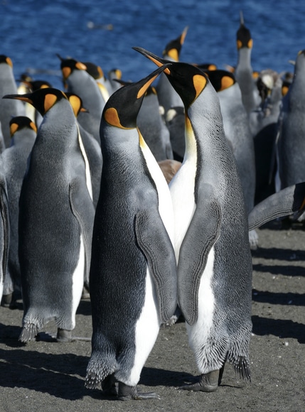 ¿Quieres saber el sexo de los pingüinos? Usa el oído