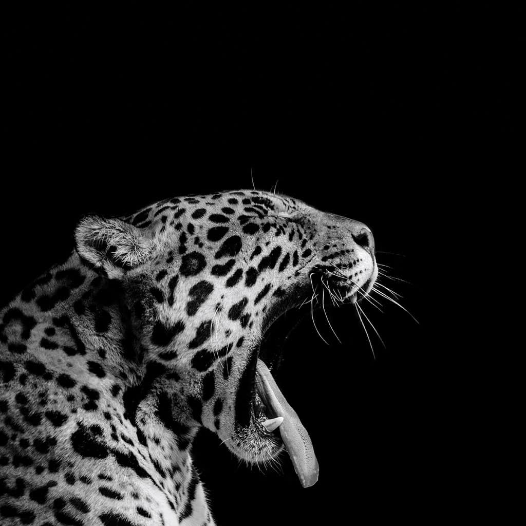 Quonsultas. Cómo se distingue un jaguar de un leopardo y otras 11 preguntas solo aptas para curiosos