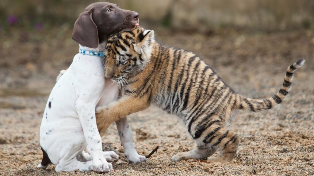 ¿Reconocen los perros a otros congéneres? 1 reconocen los perros a otros congeneres ¿Reconocen los perros a otros congéneres?