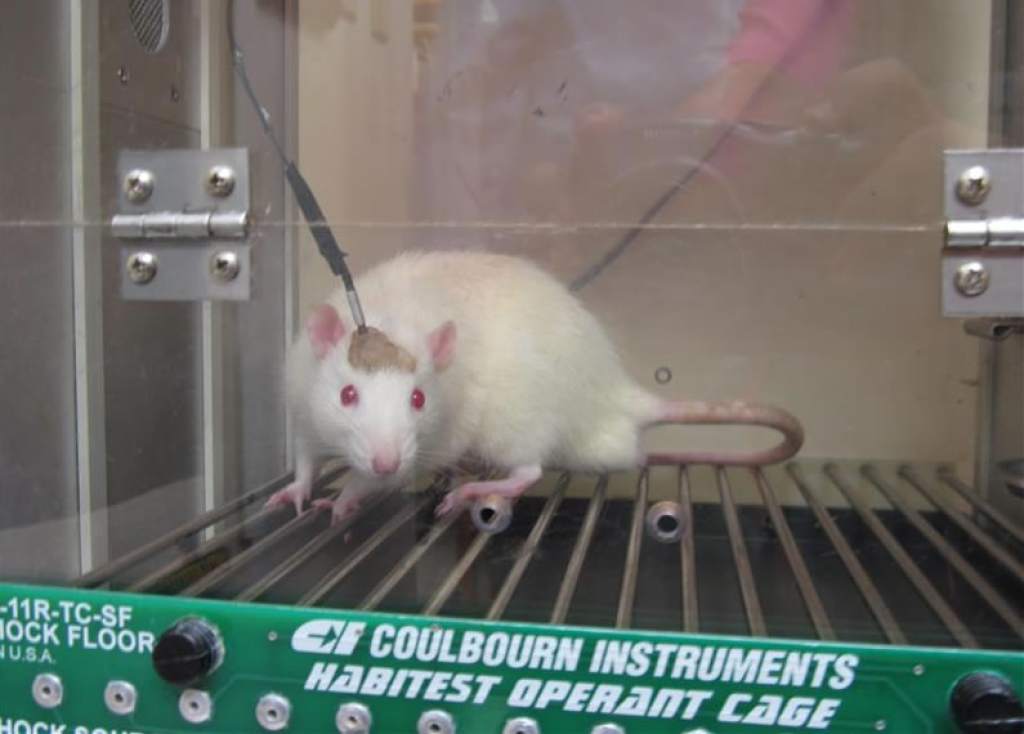 Rejuvenecen ratones con un gen