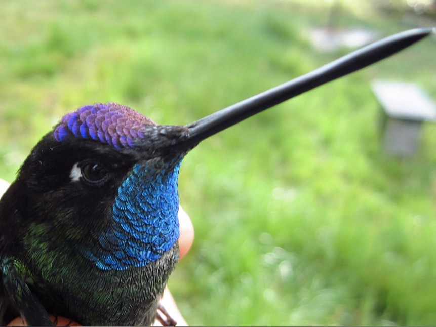 Revelan el secreto del vuelo del colibrí