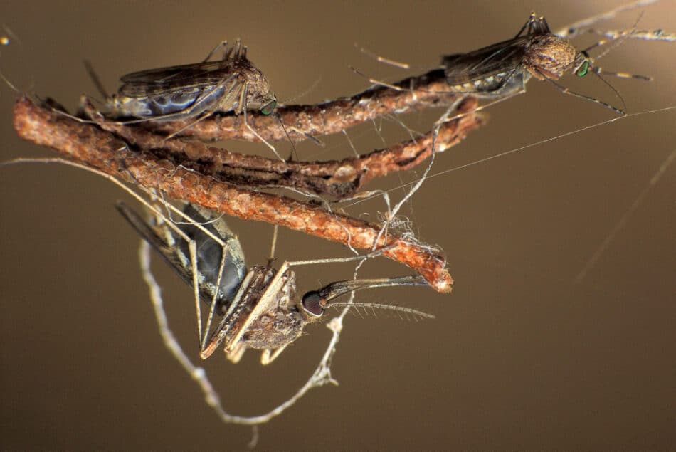 ¿Qué es la «Super Malaria»? ¿Debería preocuparnos?