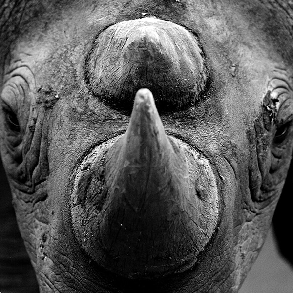 Cuernos sintéticos para salvar a los rinocerontes