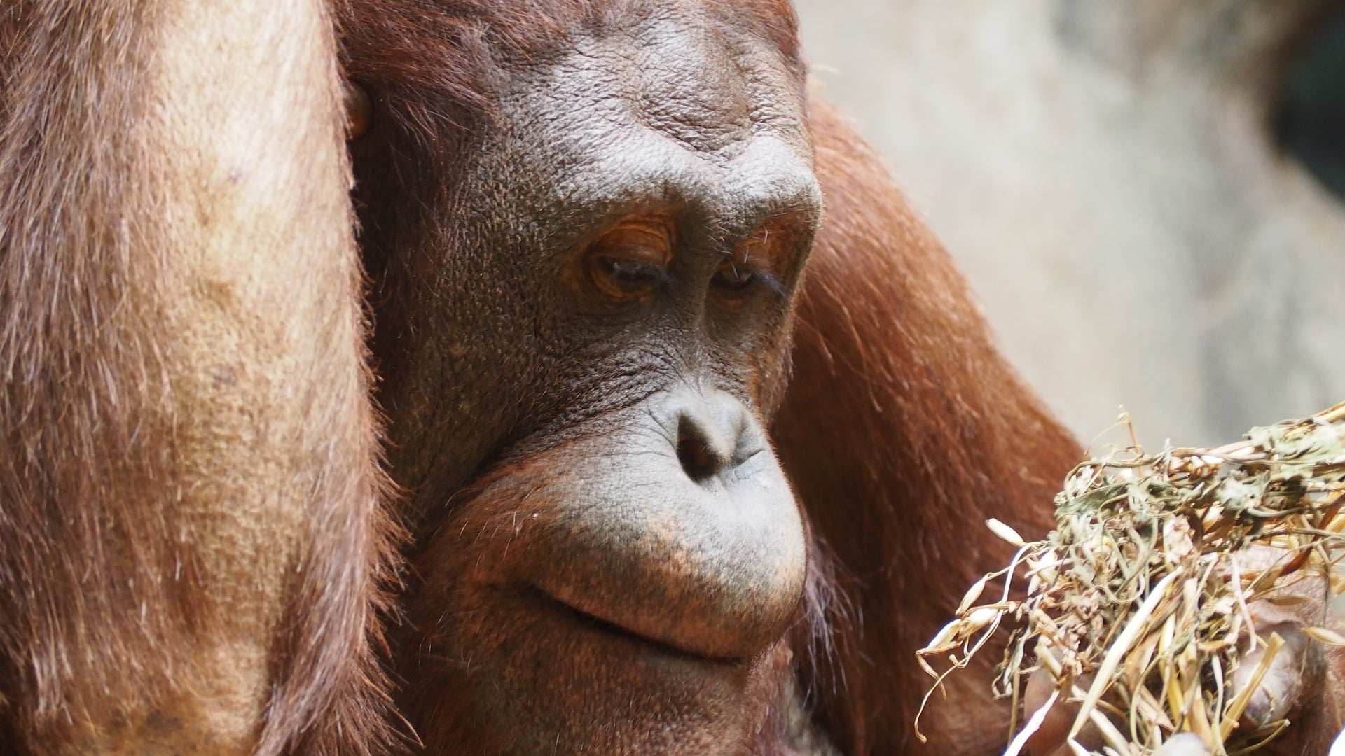 Rocky, el orangután que permitiría comprender cómo evolucionó el habla en los humanos