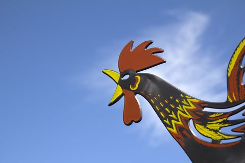 ¿Por qué cantan el gallo y otras aves al salir el sol?