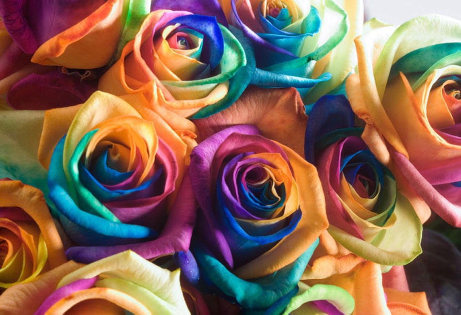 Rosas multicolor