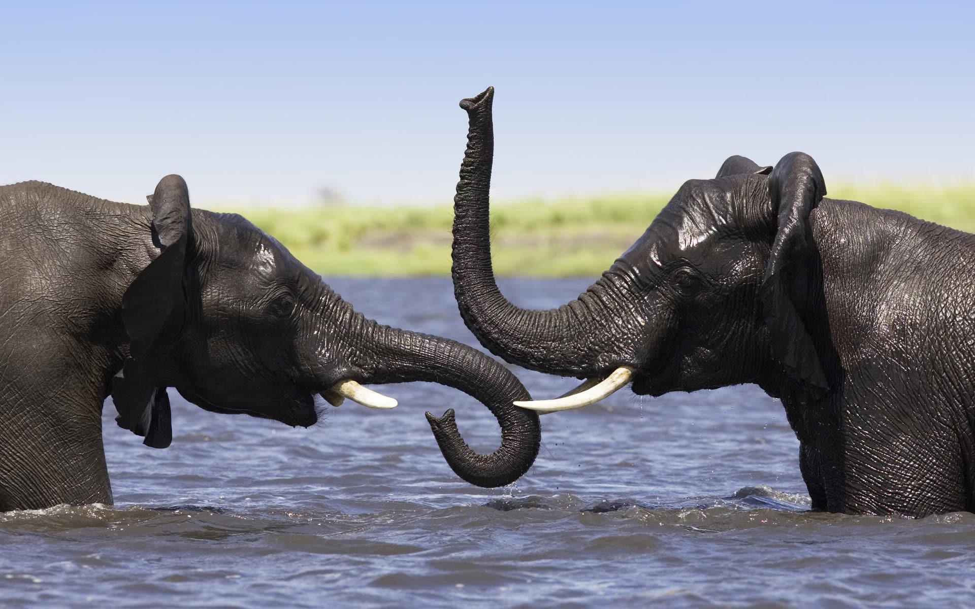 ¿Sabes cómo nadan los elefantes?