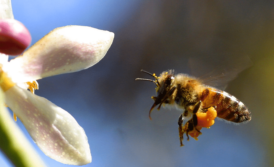 ¿Sabes por qué a las abejas les gusta la miel?