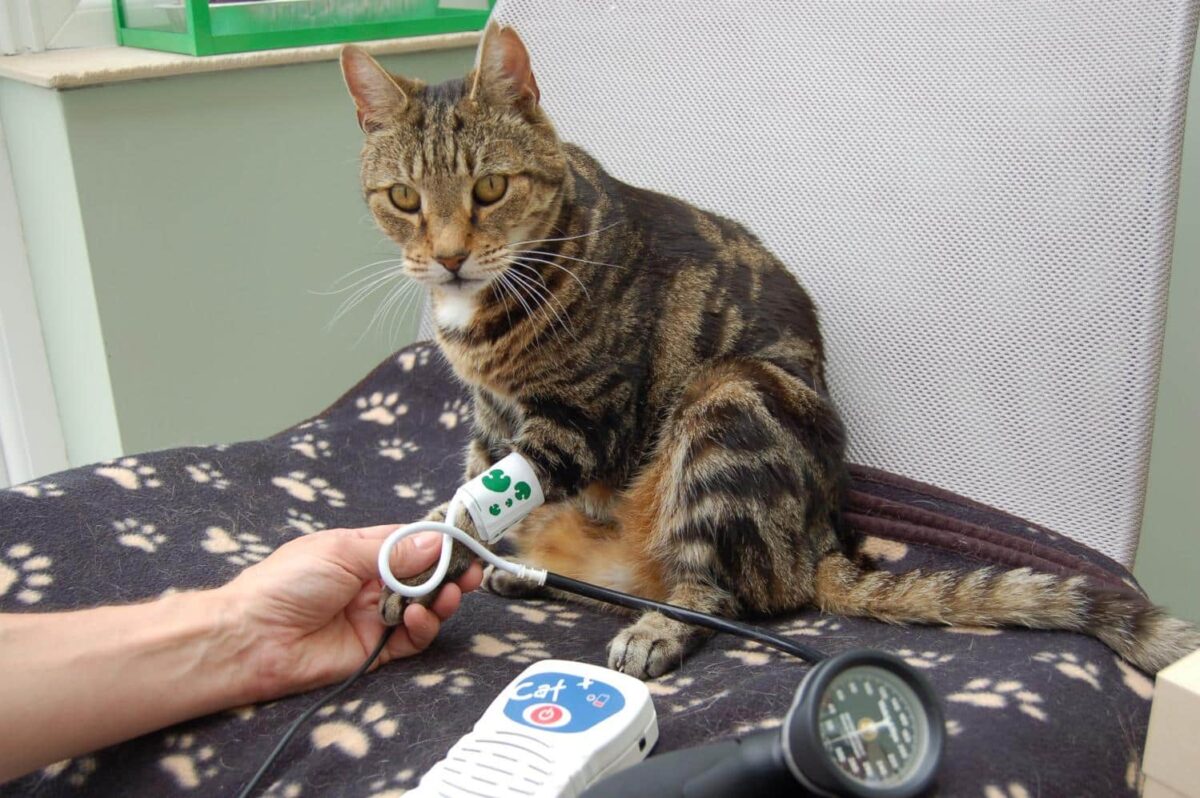 ¿Sabes si tu gato es hipertenso?