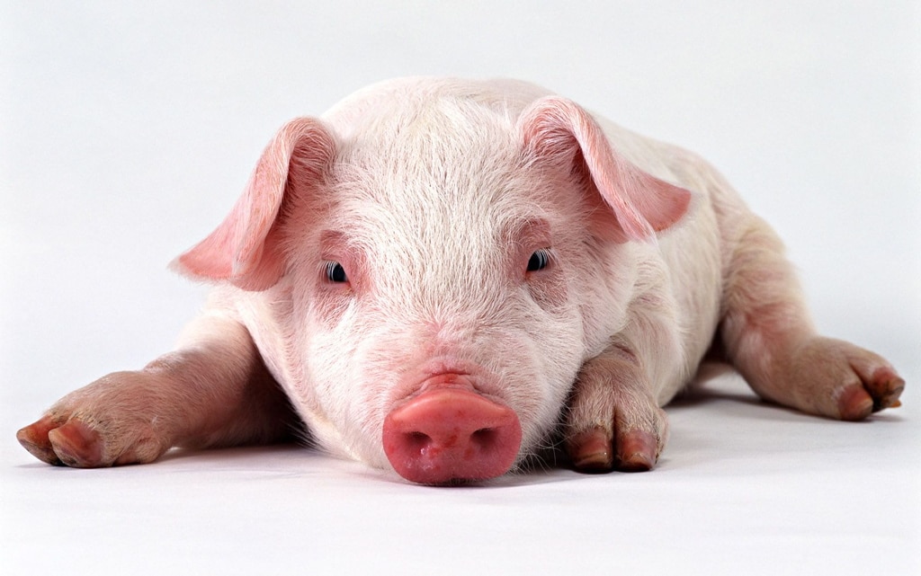 ¿Sabíais que los cerdos no sudan?