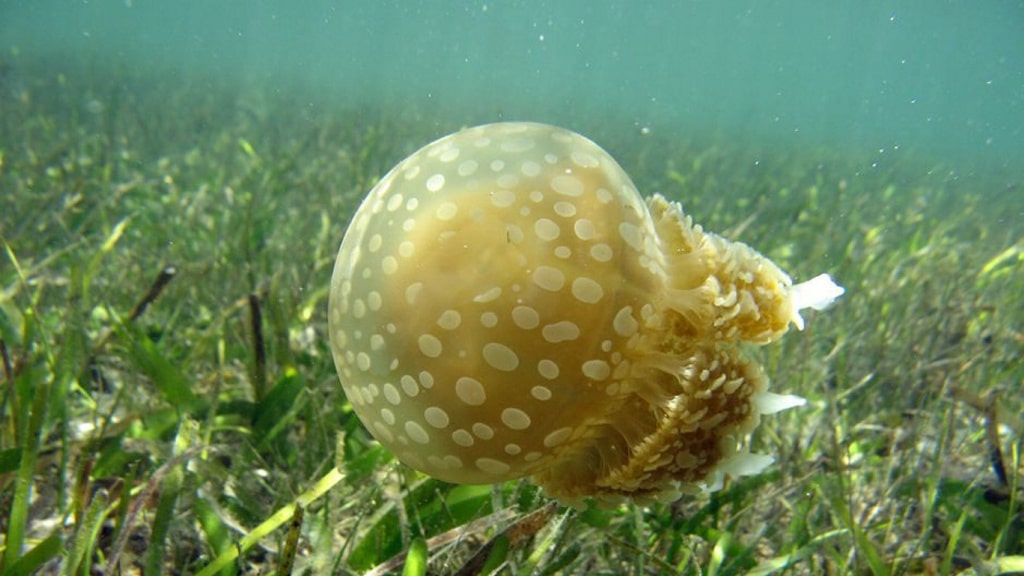 ¿Sabías que también hay medusas en muchos pantanos españoles?