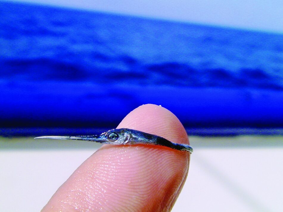 ¿Sabías que un pez espada bebé cabe en la yema de tu dedo?