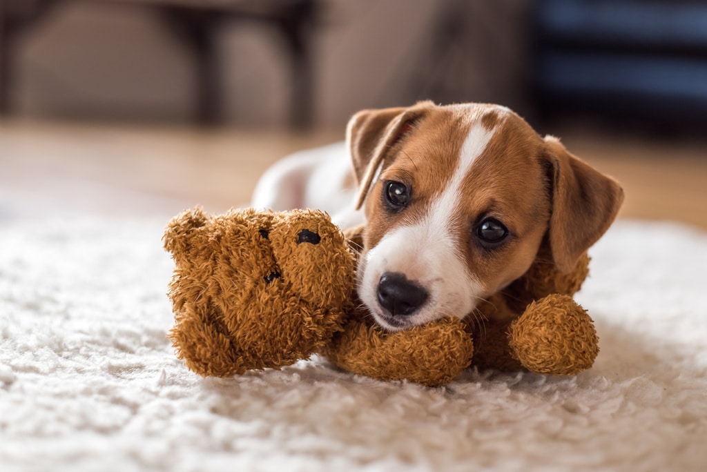 ¿Sabrías practicarle los primeros auxilios a tu perro?