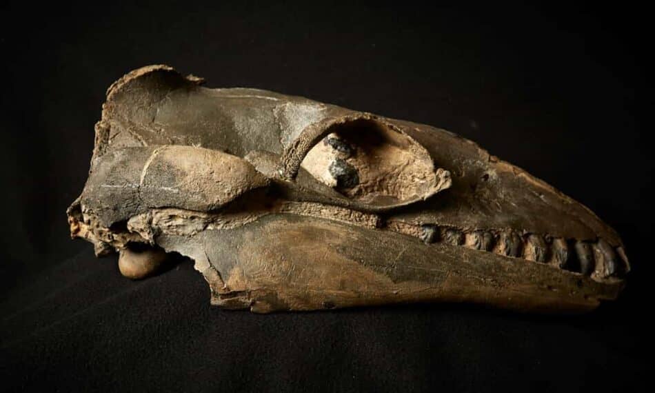 ¿Se equivocó Darwin con los dientes de ballena?