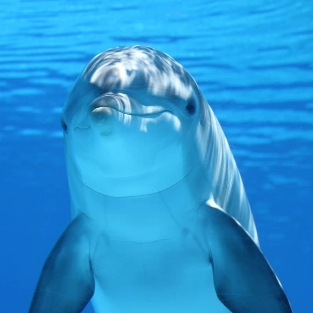 ¿Se puede medir la felicidad de los delfines?