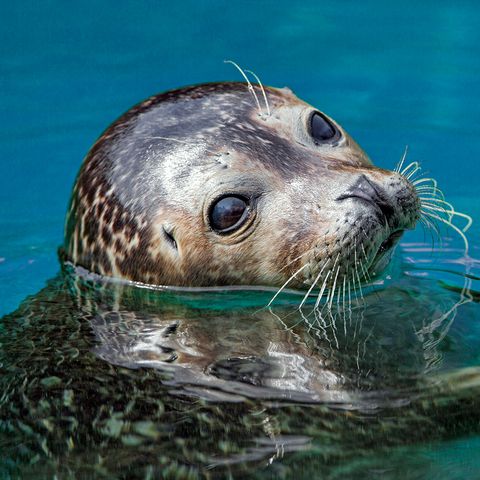 ¿Qué importante secreto guarda la sangre de las focas?