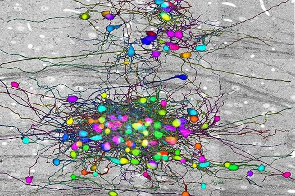 Señalan nuevas y complejas conexiones entre el tálamo y la retina