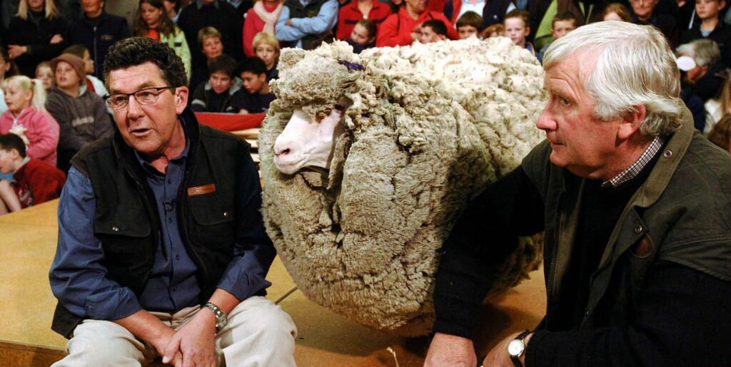 ¿Qué ocurre si no se esquila a una oveja? 1 shrek the hermit merino sheep who has evaded shearing for news photo 113200633 1550494436 ¿Qué ocurre si no se esquila a una oveja?