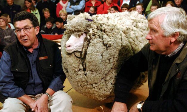 ¿Qué ocurre si no se esquila a una oveja?