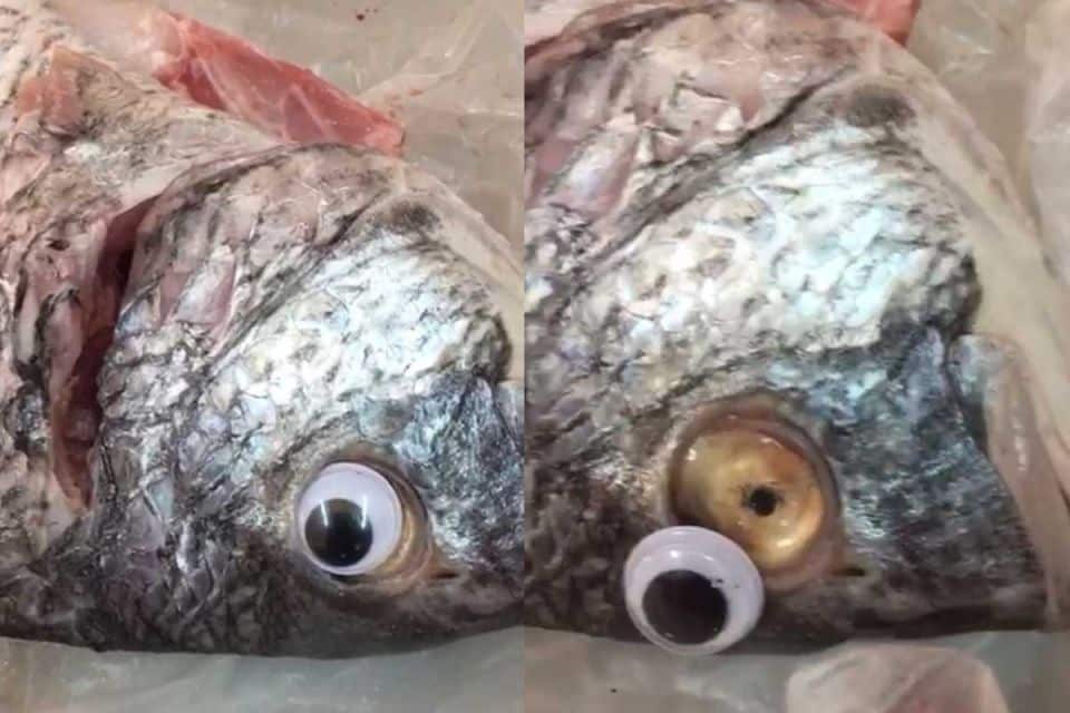 Si quieres que tu pescado luzca más fresco… ponle ojos de plástico