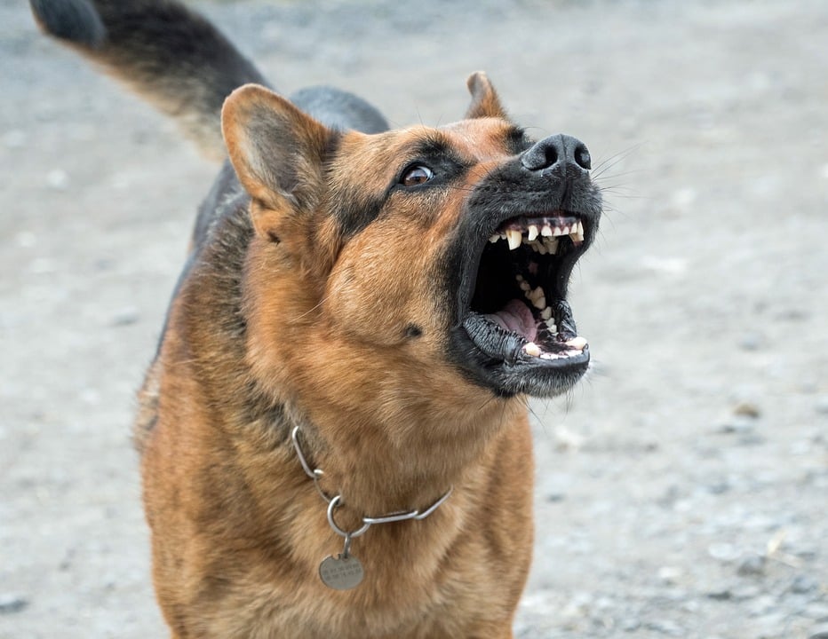 Si tu perro es agresivo… la culpa puede ser de estas hormonas