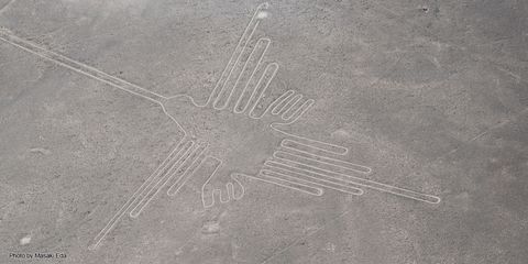 Desvelan el misterio de las enigmáticas aves de Nazca