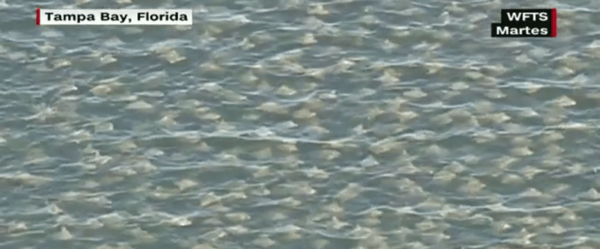 Sobrecogedora imagen de miles de mantarrayas nadando juntas