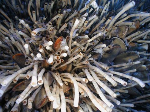 ¿Son estos gusanos de mar los seres vivos más longevos?