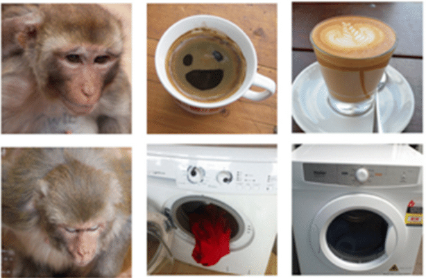 Sorpresa, los monos también son capaces de ver ‘caras’ en los objetos