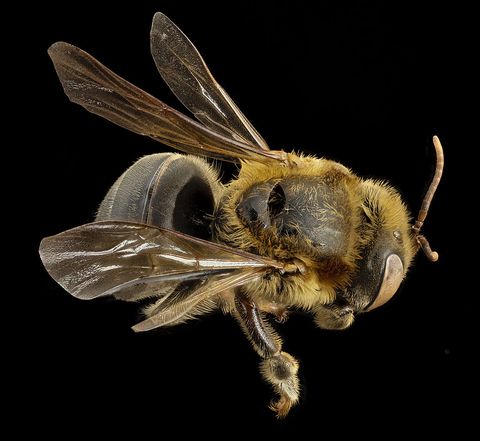 Esta es la extraña abeja sin aguijón a la que los mayas consideraban sagrada