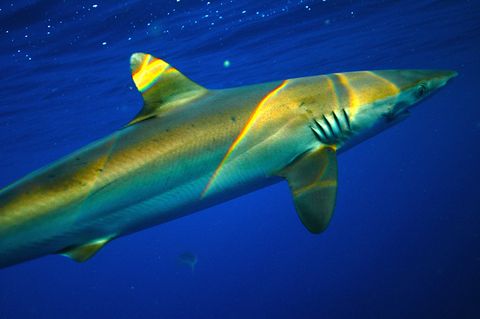 ¿De dónde viene el nombre del «tiburón limón»?
