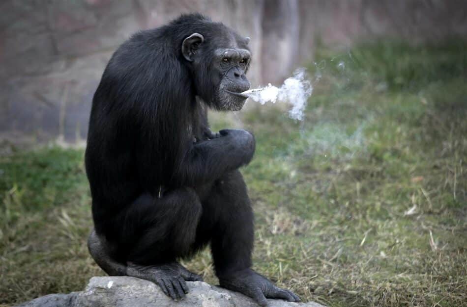 Te presentamos al chimpancé fumador