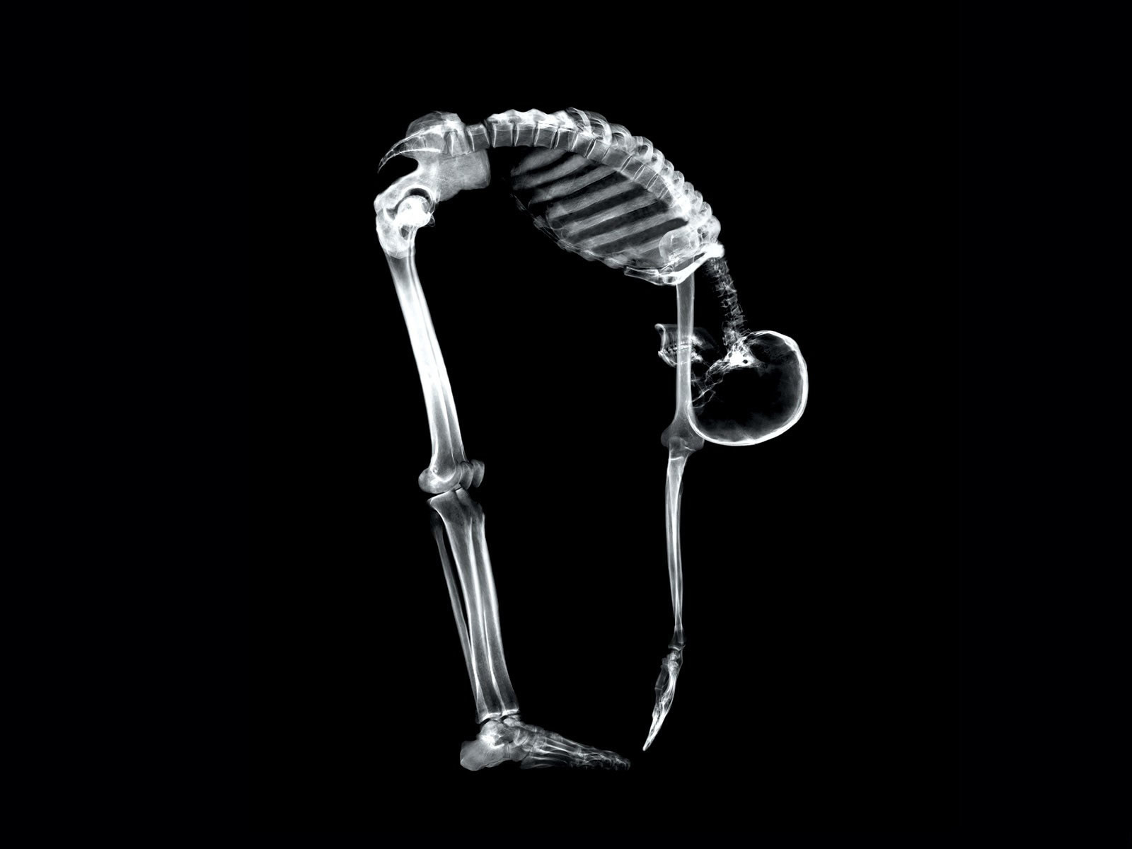 ¿Tenemos el mismo número de huesos durante toda la vida?