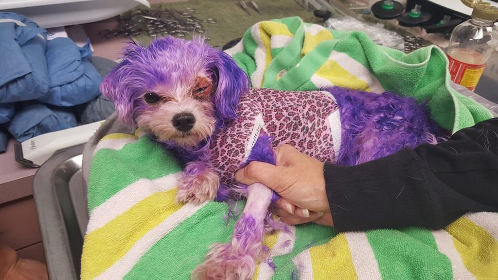 Teñir a un perro con tintes humanos puede costarle la vida